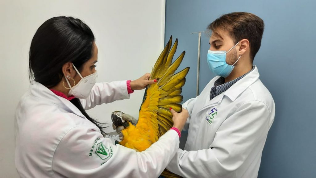 Arara Veterinário ZanVet